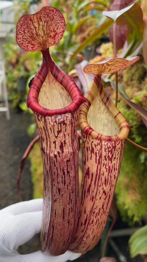 N. spectabilis x ventricosa – best selected clone: BE-3745 *Pre-Order*