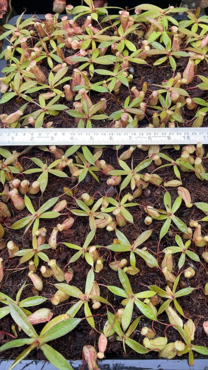 N. spectabilis x ventricosa – best selected clone: BE-3745 *Pre-Order*
