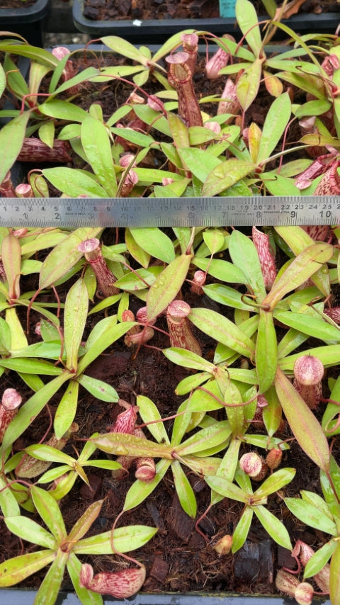 N. spectabilis x ventricosa – best selected clone: BE-3745 *Pre-Order*
