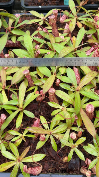 N. spectabilis x ventricosa – best selected clone: BE-3745 *Pre-Order*