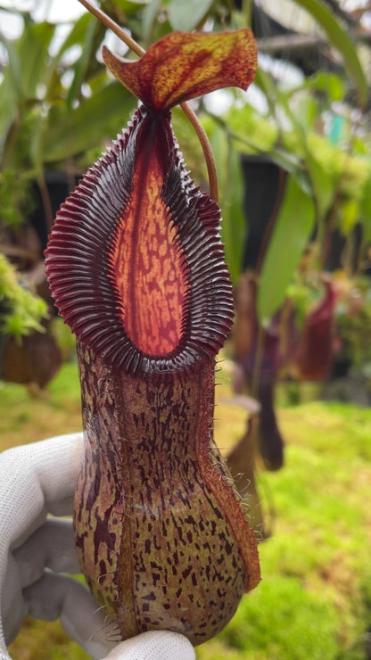 N. burkei x hamata – assorted clones: BE-3747