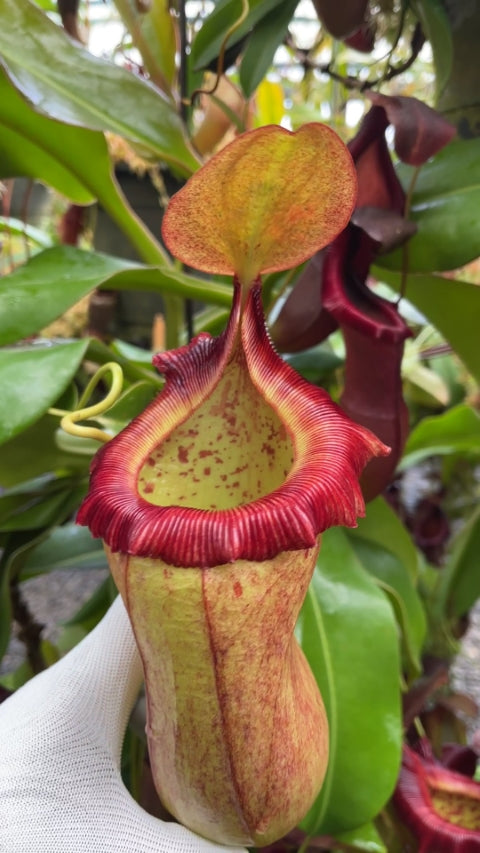 N. robcantleyi x (sibuyanensis x ventricosa): BE-3748 *Pre-Order*
