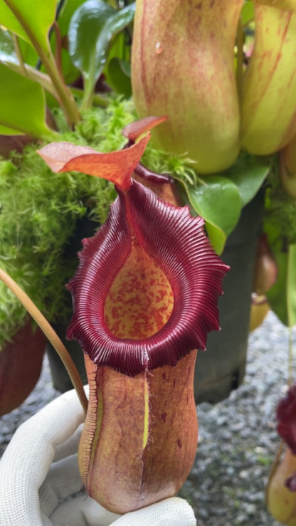N. robcantleyi x (sibuyanensis x ventricosa): BE-3748 *Pre-Order*