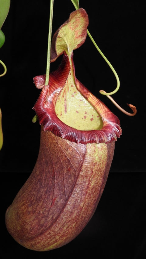 N. robcantleyi x (sibuyanensis x ventricosa): BE-3748 *Pre-Order*