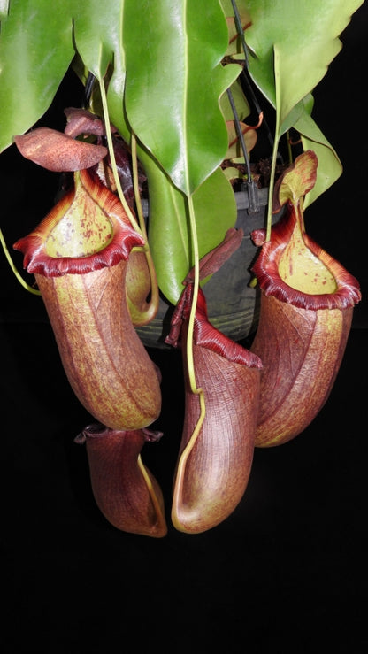 N. robcantleyi x (sibuyanensis x ventricosa): BE-3748 *Pre-Order*