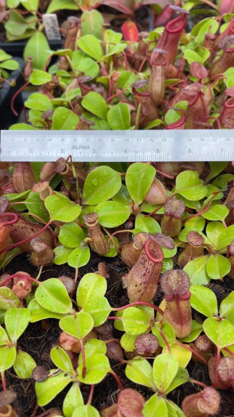 N. robcantleyi x (sibuyanensis x ventricosa): BE-3748 *Pre-Order*