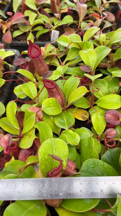 N. robcantleyi x (sibuyanensis x ventricosa): BE-3748 *Pre-Order*