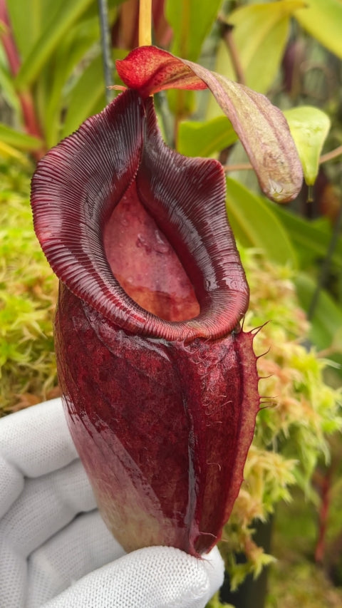N. spathulata x dubia – assorted clones: BE-3751