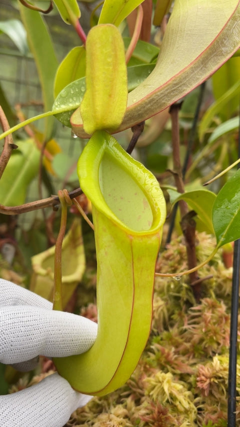 N. spathulata x dubia – assorted clones: BE-3751 *Pre-Order*
