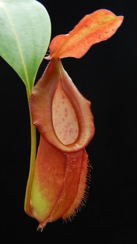 N. spathulata x dubia – assorted clones: BE-3751 *Pre-Order*