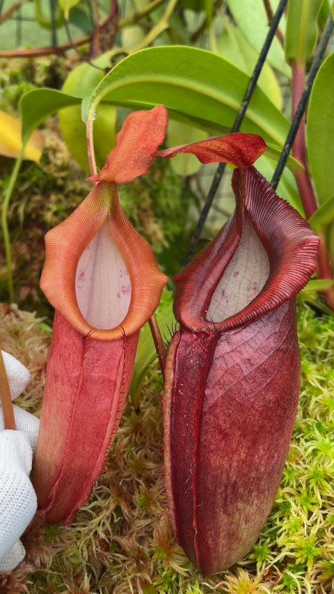 N. spathulata x dubia – assorted clones: BE-3751 *Pre-Order*