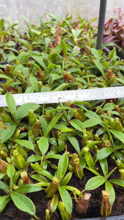 N. spathulata x dubia – assorted clones: BE-3751 *Pre-Order*