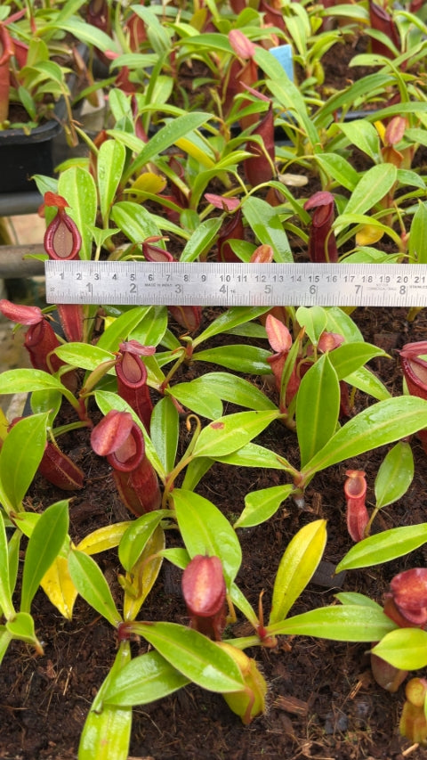 N. spathulata x dubia – assorted clones: BE-3751 *Pre-Order*