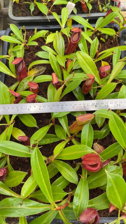 N. spathulata x dubia – assorted clones: BE-3751 *Pre-Order*
