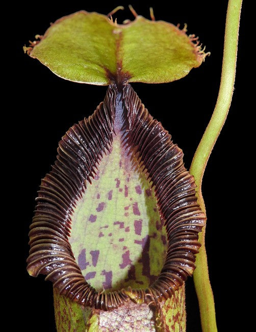 N. hamata x robcantleyi – assorted clones: BE-3755