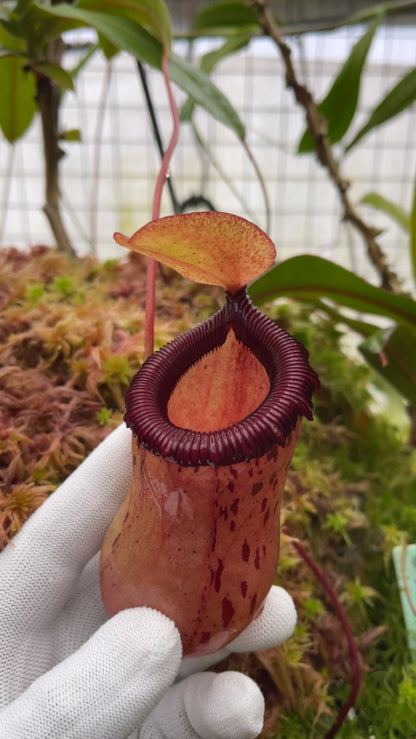 N. ventricosa x sibuyanensis – best selected clone: BE-3757