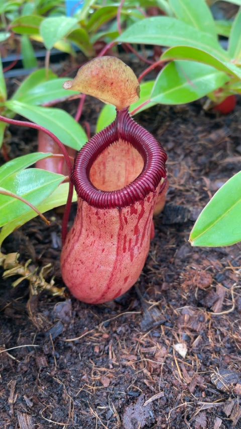 N. ventricosa x sibuyanensis – best selected clone: BE-3757 *Pre-Order*