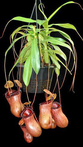 N. ventricosa x sibuyanensis – best selected clone: BE-3757 *Pre-Order*