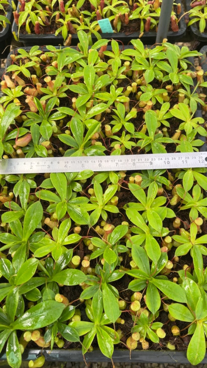 N. ventricosa x sibuyanensis – best selected clone: BE-3757 *Pre-Order*