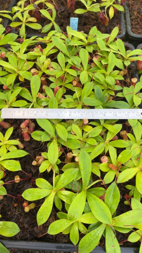 N. ventricosa x sibuyanensis – best selected clone: BE-3757 *Pre-Order*