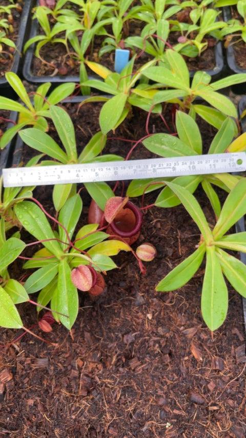 N. ventricosa x sibuyanensis – best selected clone: BE-3757 *Pre-Order*