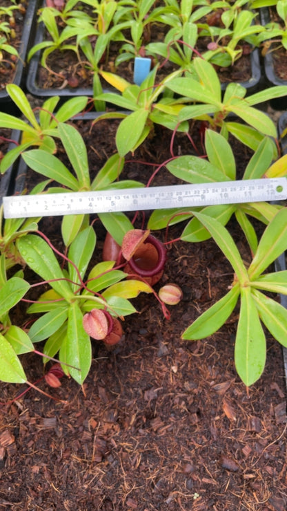 N. ventricosa x sibuyanensis – best selected clone: BE-3757 *Pre-Order*