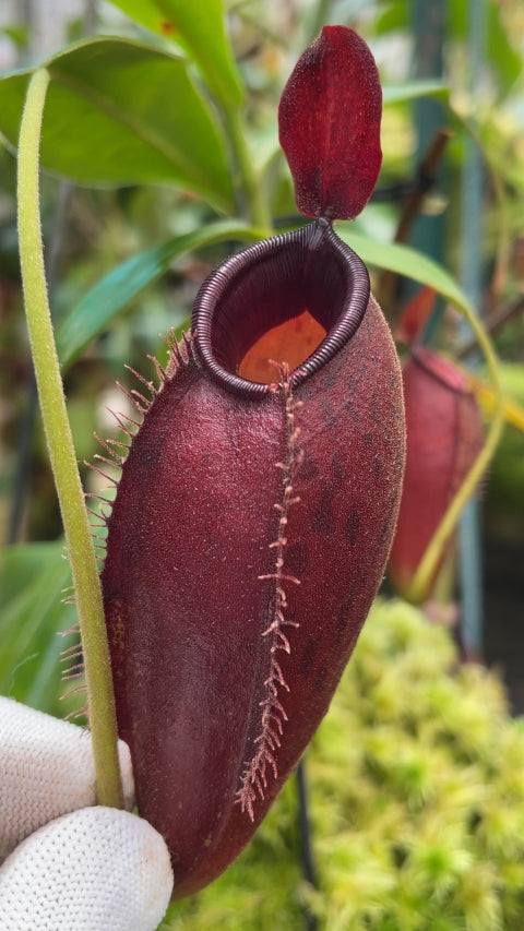 N. ampullaria x aristolochioides – selected red clones: BE-3758