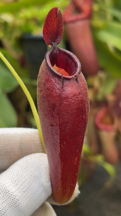 N. ampullaria x aristolochioides – selected red clones: BE-3758 *Pre-Order*