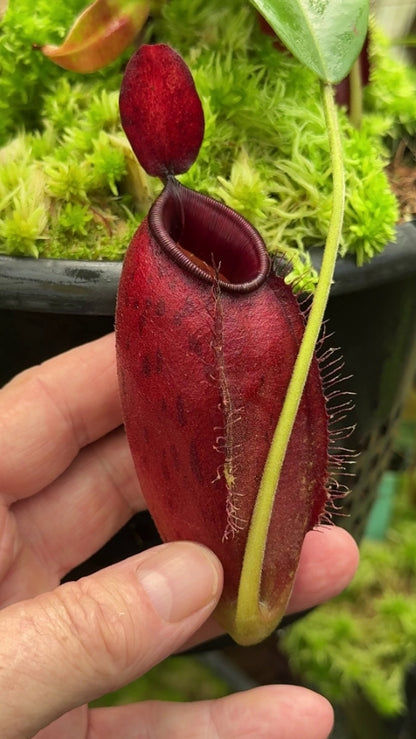 N. ampullaria x aristolochioides – selected red clones: BE-3758 *Pre-Order*