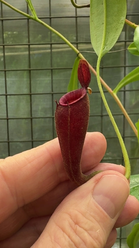 N. ampullaria x aristolochioides – selected red clones: BE-3758 *Pre-Order*