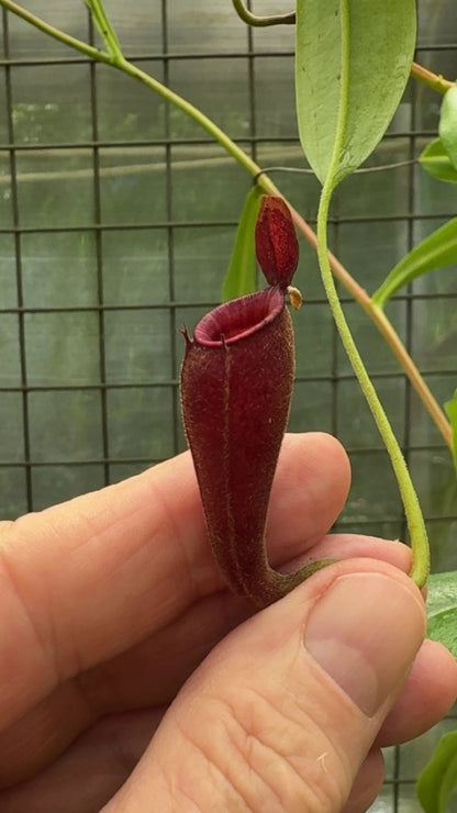 N. ampullaria x aristolochioides – selected red clones: BE-3758 *Pre-Order*