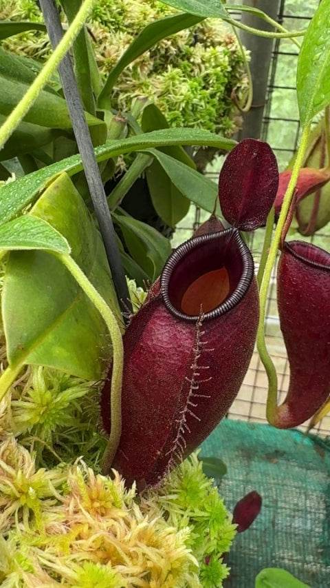 N. ampullaria x aristolochioides – selected red clones: BE-3758 *Pre-Order*