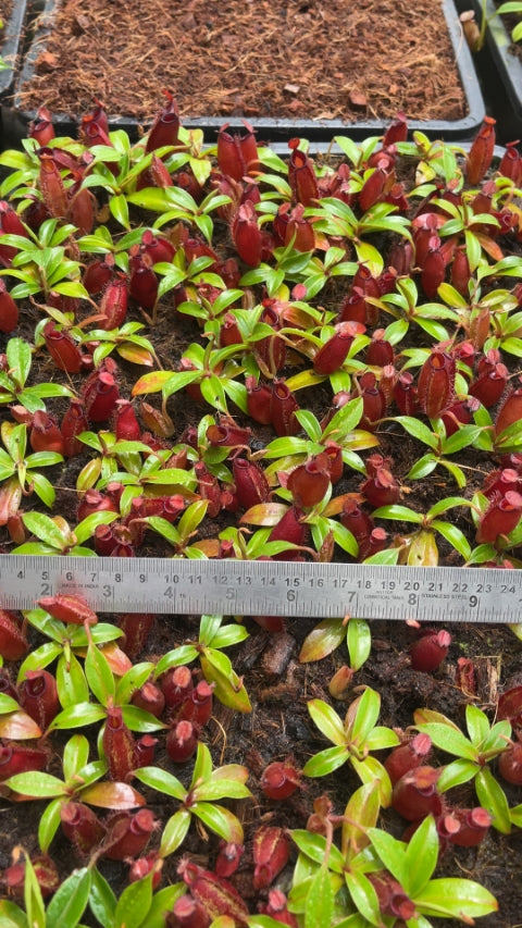 N. ampullaria x aristolochioides – selected red clones: BE-3758 *Pre-Order*