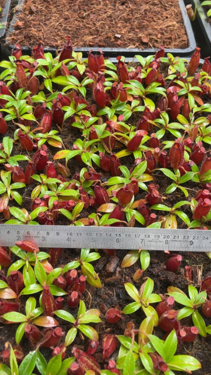 N. ampullaria x aristolochioides – selected red clones: BE-3758 *Pre-Order*