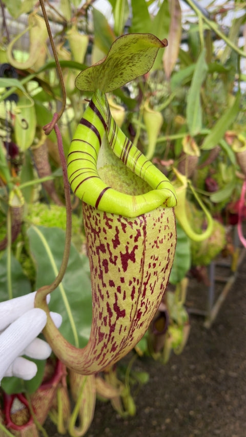 N. spectabilis x platychila – best selected clone: BE-3760