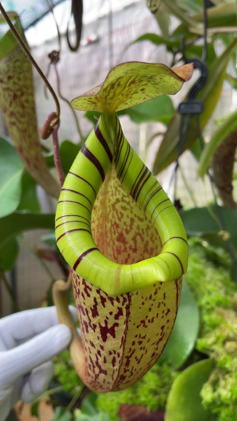 N. spectabilis x platychila – best selected clone: BE-3760 *Pre-Order*
