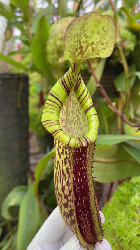 N. spectabilis x platychila – best selected clone: BE-3760 *Pre-Order*
