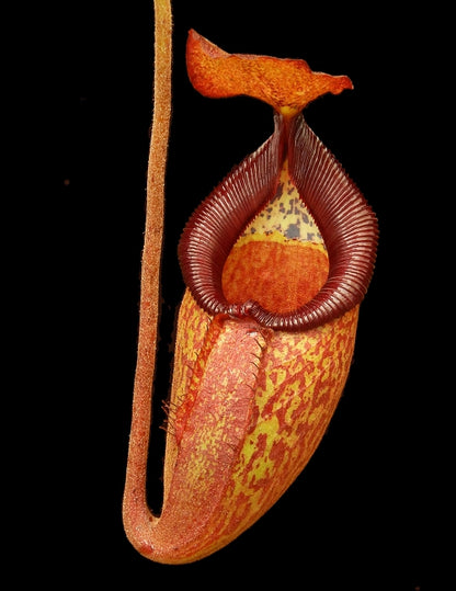 N. petiolata x talangensis - selected clone: BE-3762