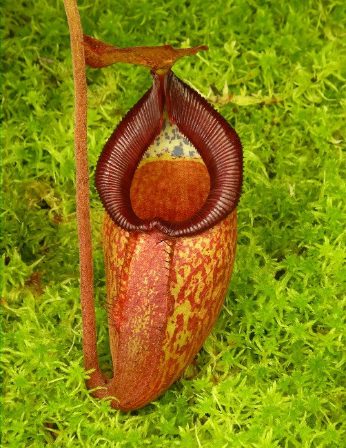 N. petiolata x talangensis - selected clone: BE-3762 *Pre-Order*