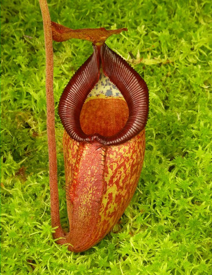 N. petiolata x talangensis - selected clone: BE-3762 *Pre-Order*