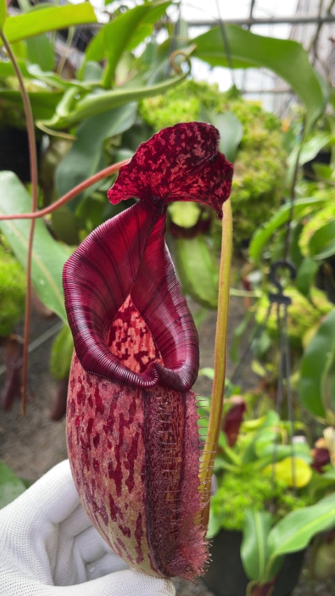 N. burbidgeae x 'Lady Pauline' – assorted clones: BE-3764