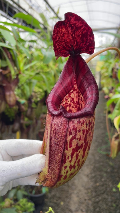 N. burbidgeae x 'Lady Pauline' – assorted clones: BE-3764 *Pre-Order*