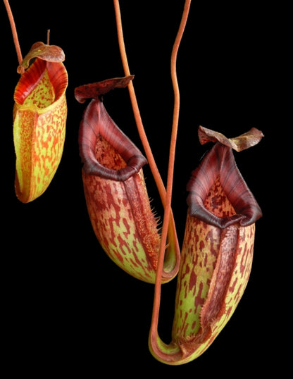 N. burbidgeae x 'Lady Pauline' – assorted clones: BE-3764 *Pre-Order*