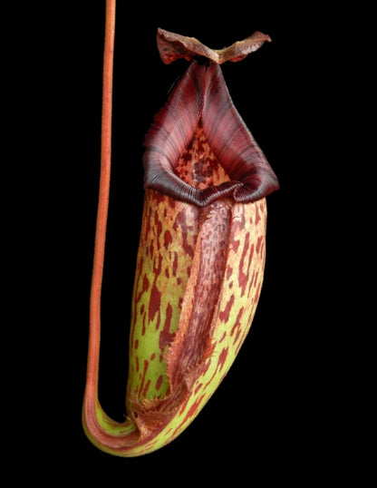 N. burbidgeae x 'Lady Pauline' – assorted clones: BE-3764 *Pre-Order*