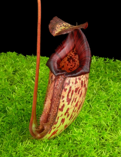 N. burbidgeae x 'Lady Pauline' – assorted clones: BE-3764 *Pre-Order*