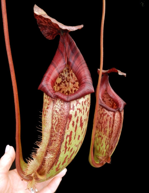 N. burbidgeae x 'Lady Pauline' – assorted clones: BE-3764 *Pre-Order*