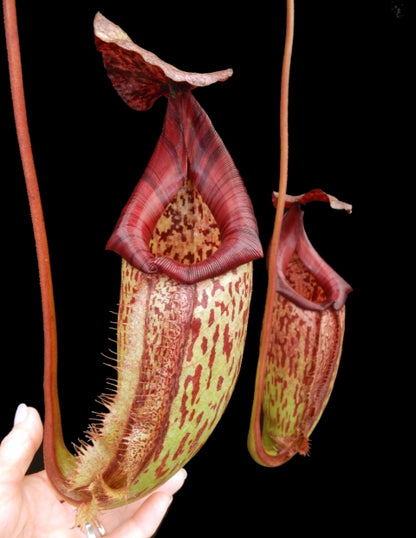 N. burbidgeae x 'Lady Pauline' – assorted clones: BE-3764 *Pre-Order*