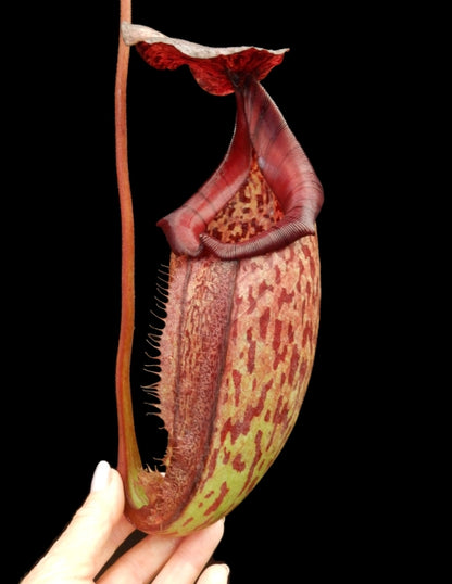 N. burbidgeae x 'Lady Pauline' – assorted clones: BE-3764 *Pre-Order*