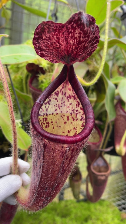 N. glandulifera - assorted clones: BE-3766 *Pre-Order*