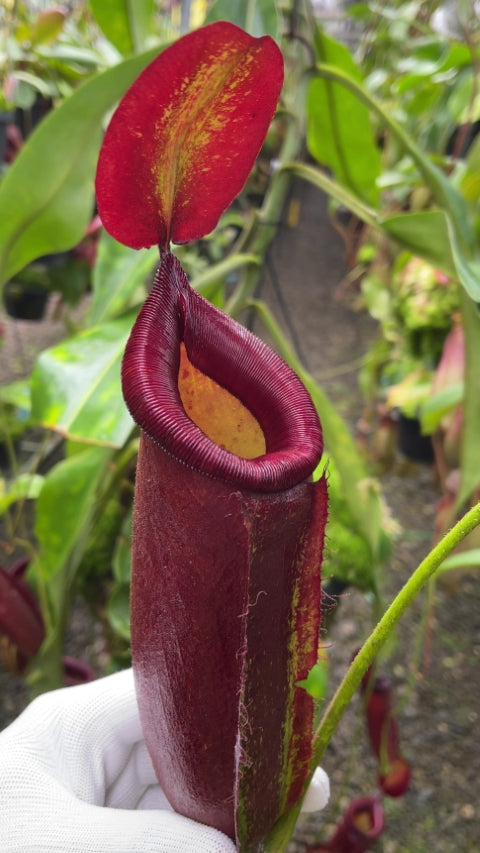 N. robcantleyi x ampullaria - selected clone: BE-3767